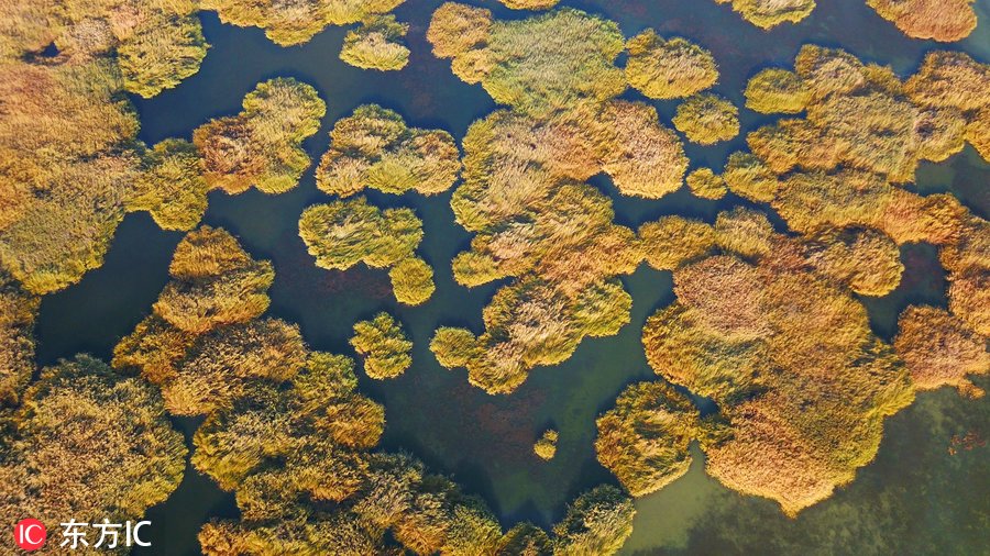 航拍新疆博斯騰湖濕地 秋色美得這么任性！