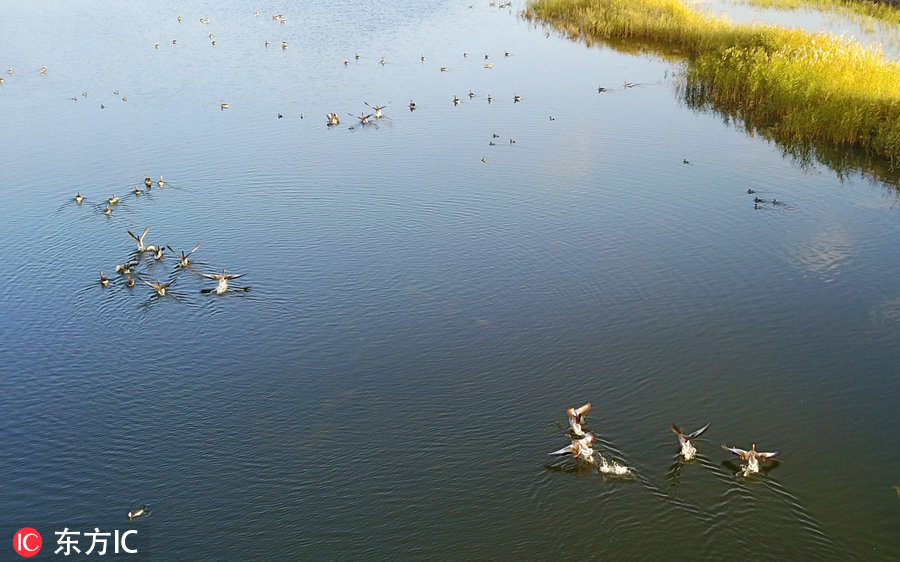 航拍新疆博斯騰湖濕地 秋色美得這么任性！