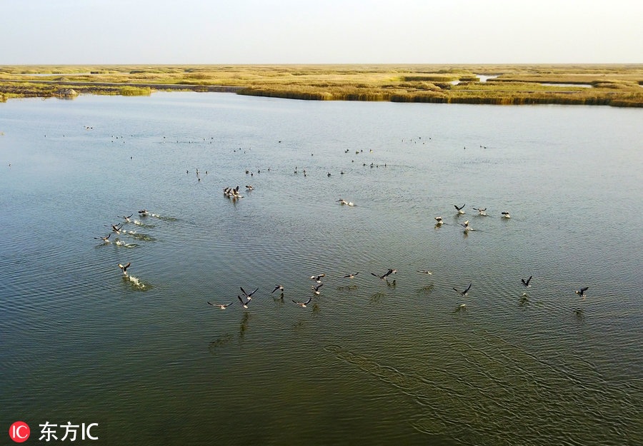 航拍新疆博斯騰湖濕地 秋色美得這么任性！