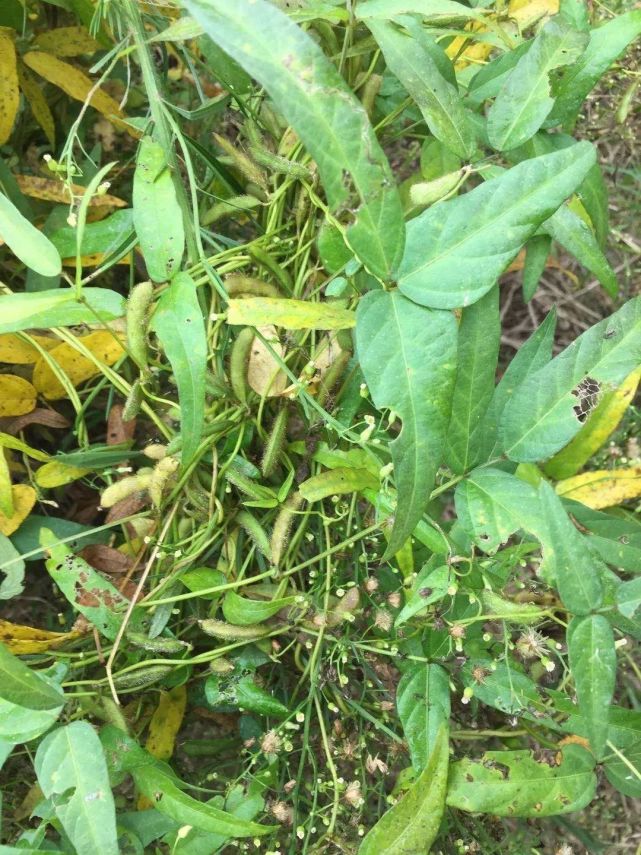 孟津黃河濕地發(fā)現(xiàn)屬漸危物種野生大豆