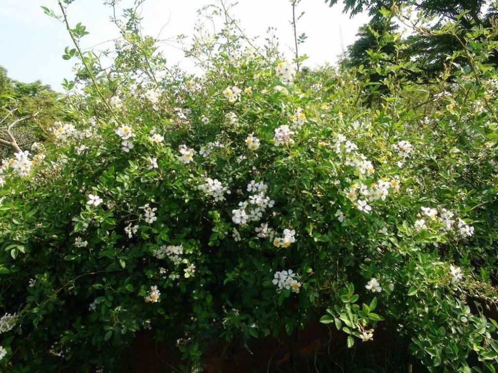 看到這個(gè)雜草千萬(wàn)不要砍，是瀕危野生植物