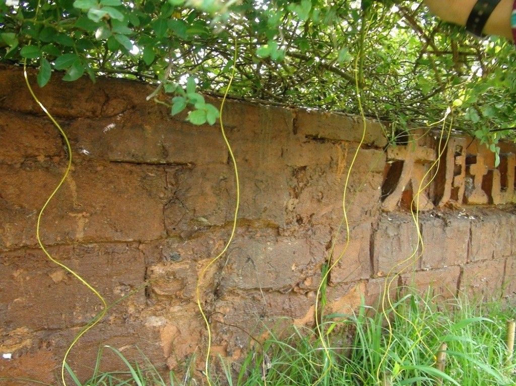 看到這個(gè)雜草千萬(wàn)不要砍，是瀕危野生植物