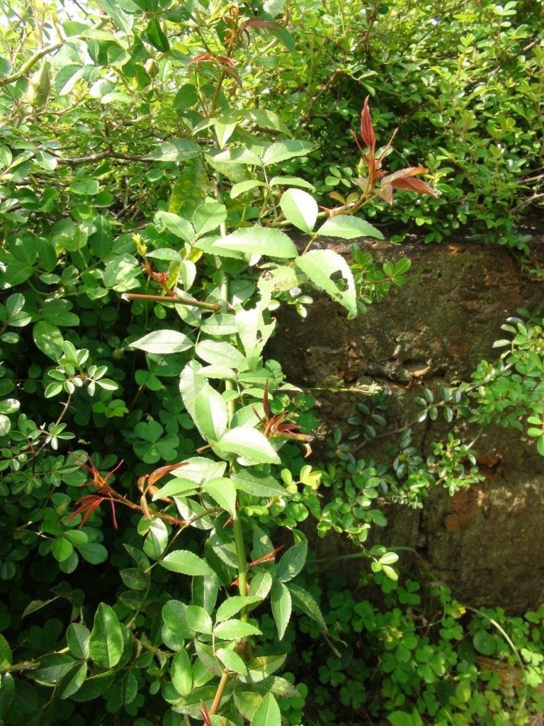 看到這個(gè)雜草千萬(wàn)不要砍，是瀕危野生植物