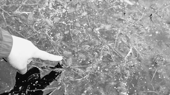 七星河保護(hù)區(qū)發(fā)現(xiàn)世界瀕危植物貉藻