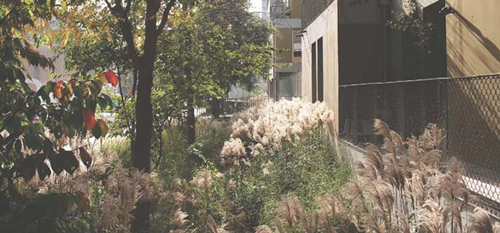 園冶杯專業獎:梅溪湖路西延線道路景觀設計