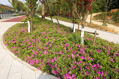 園冶杯專業獎:梅溪湖路西延線道路景觀設計