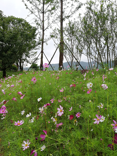 園冶杯專業獎:梅溪湖路西延線道路景觀設計