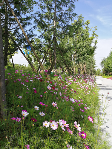 園冶杯專業獎:梅溪湖路西延線道路景觀設計