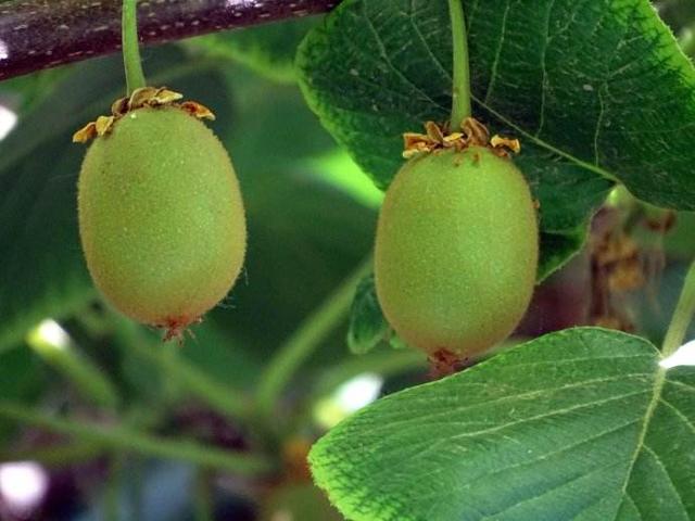 這些國(guó)寶級(jí)的獼猴桃你見(jiàn)過(guò)嘛?