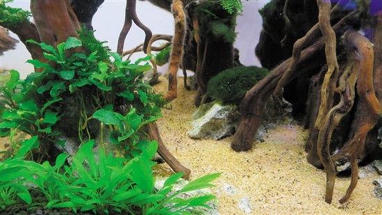 用魚缸圓你的造園夢（多圖）