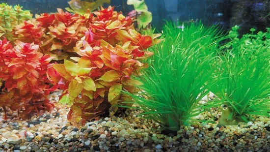 用魚缸圓你的造園夢（多圖）