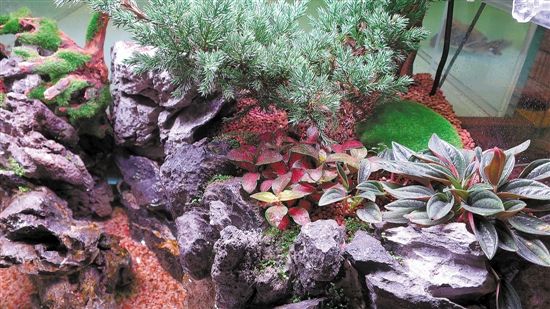 用魚缸圓你的造園夢（多圖）