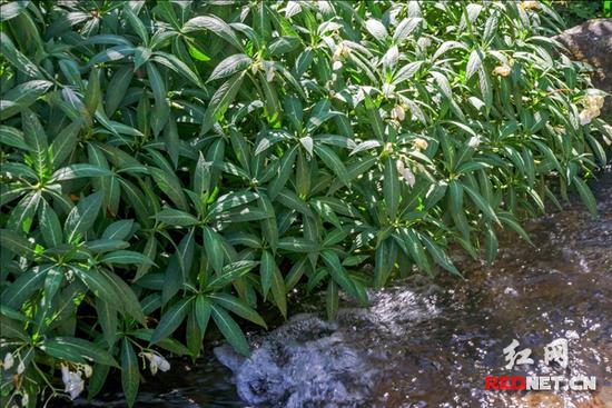 湖南齊云峰國家森林公園首次發(fā)現(xiàn)龍蝦花