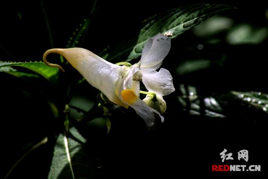 湖南齊云峰國家森林公園首次發(fā)現(xiàn)龍蝦花