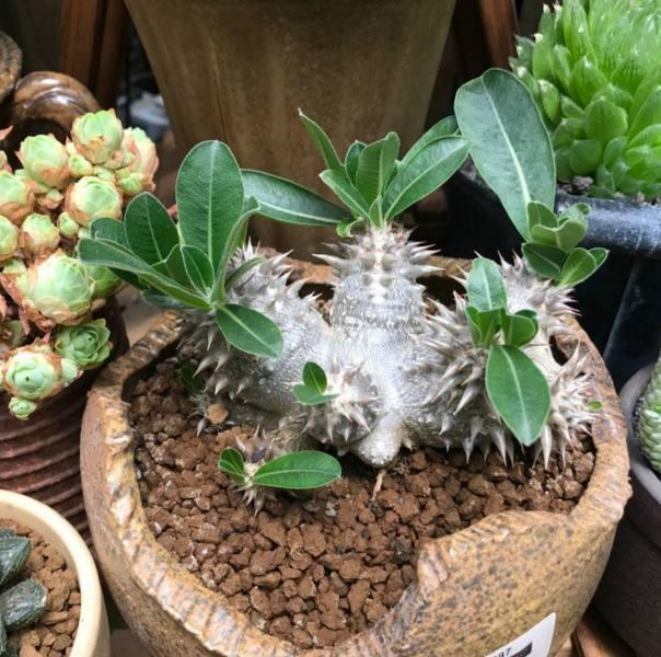 多肉植物界的“大熊貓”，非常珍貴罕見