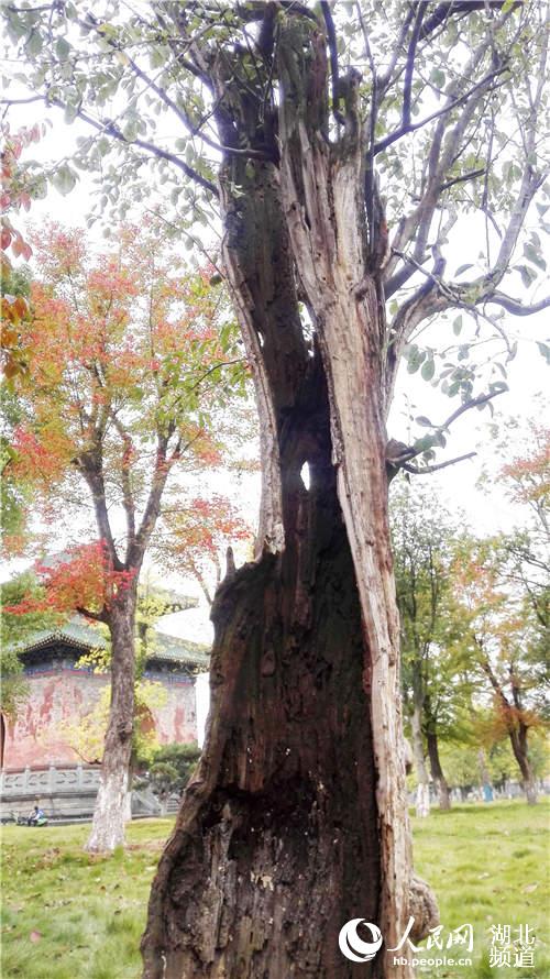 武當(dāng)山玉虛宮內(nèi)80年古樹只剩“一張皮”