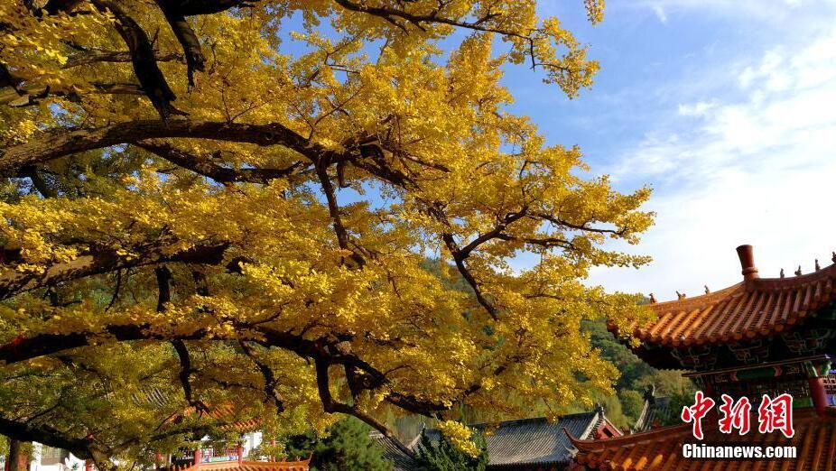 二千八百余歲銀杏古樹“披金”蔚為壯觀