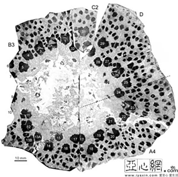 新疆3.7億年前植物化石揭秘遠古森林生長