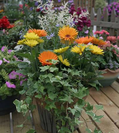 家養花卉病蟲害防治方法