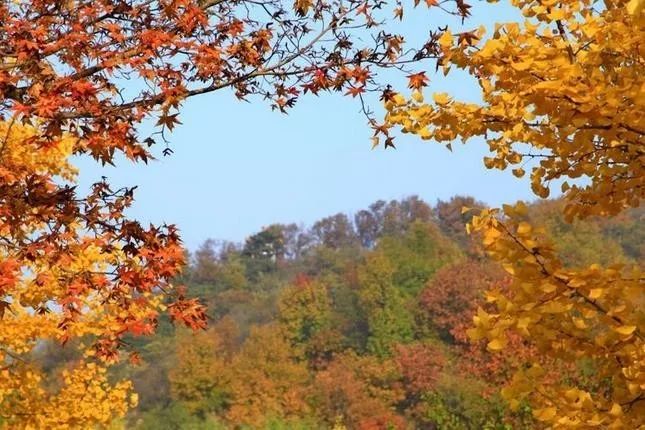 來大楊山國家森林公園邂逅真正的秋天