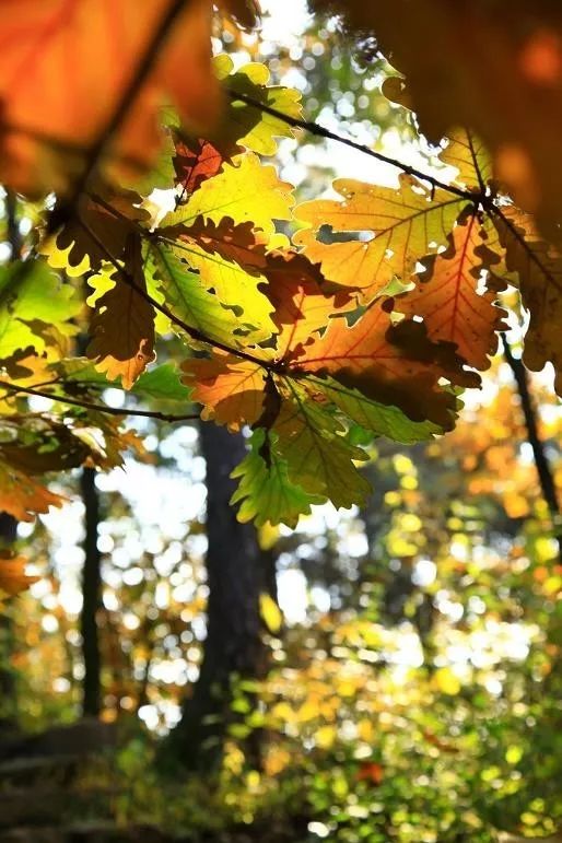 來大楊山國家森林公園邂逅真正的秋天