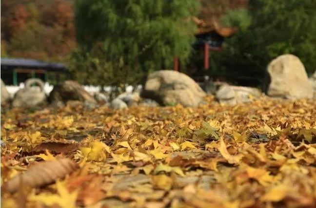 來大楊山國家森林公園邂逅真正的秋天