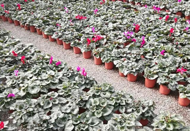 年宵花卉中縮短仙客來種植技術(shù)