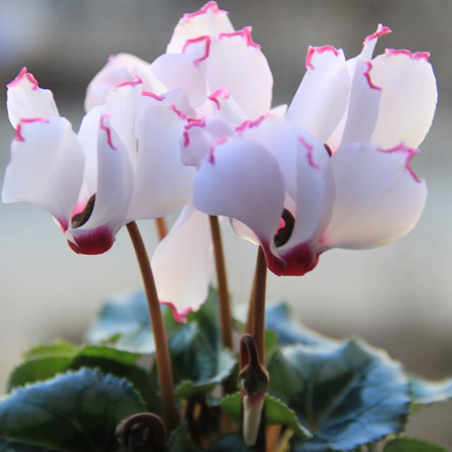 年宵花卉中縮短仙客來種植技術(shù)