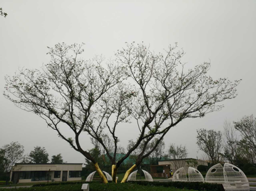 園冶杯專業(yè)獎:濟(jì)南萬科龍湖城市之光施工