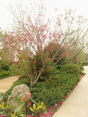 園冶杯專業(yè)獎:濟(jì)南萬科龍湖城市之光施工