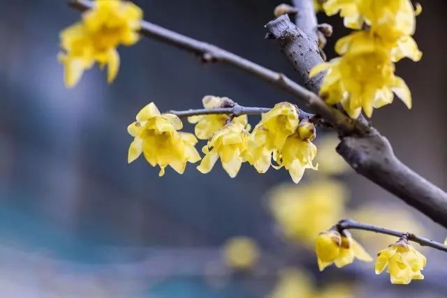 這些花卉將在深秋初冬開放