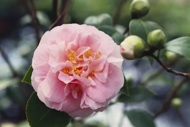 這些花卉將在深秋初冬開放