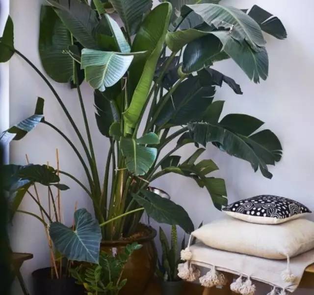 植物也看氣質，哪種花卉更適合你的家？