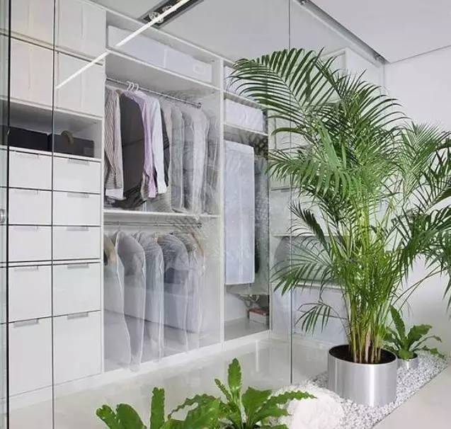 植物也看氣質，哪種花卉更適合你的家？