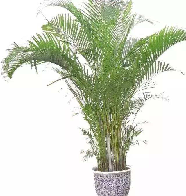 植物也看氣質，哪種花卉更適合你的家？