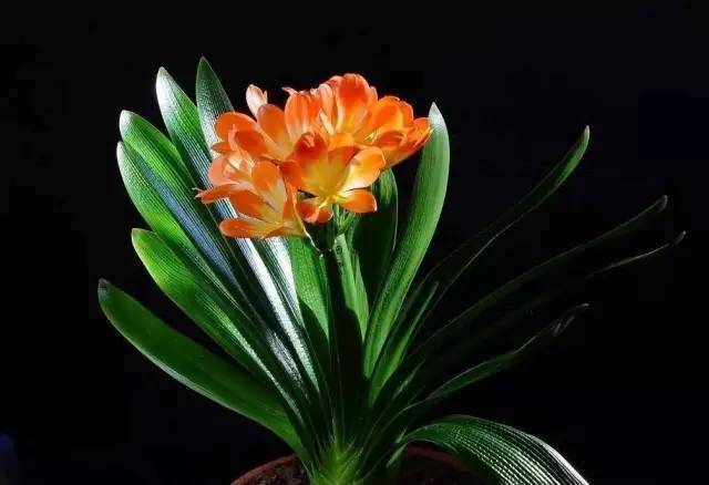 植物也看氣質，哪種花卉更適合你的家？