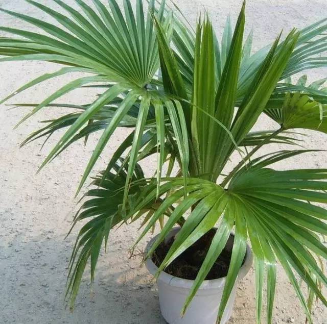 植物也看氣質，哪種花卉更適合你的家？