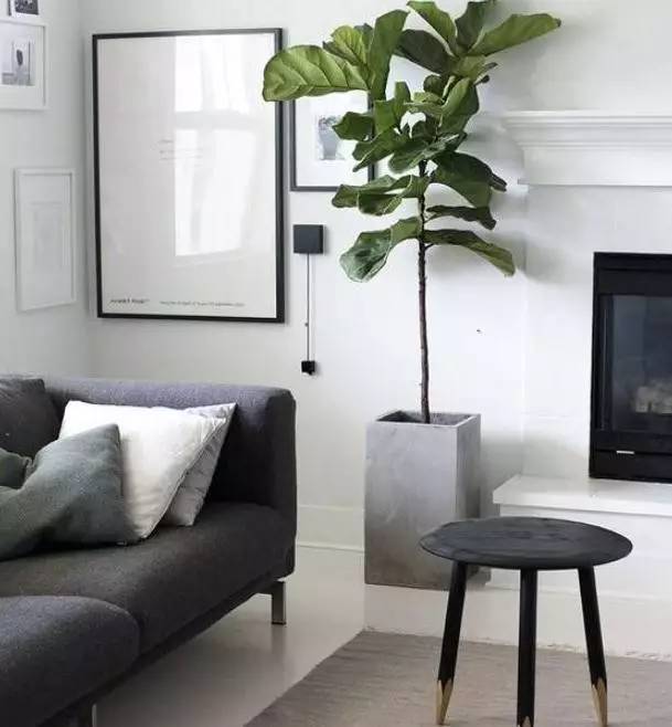 植物也看氣質，哪種花卉更適合你的家？