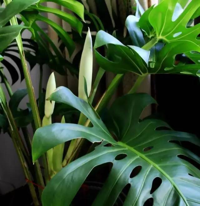 植物也看氣質，哪種花卉更適合你的家？