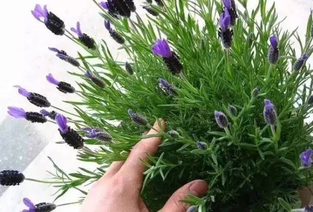 植物也看氣質，哪種花卉更適合你的家？