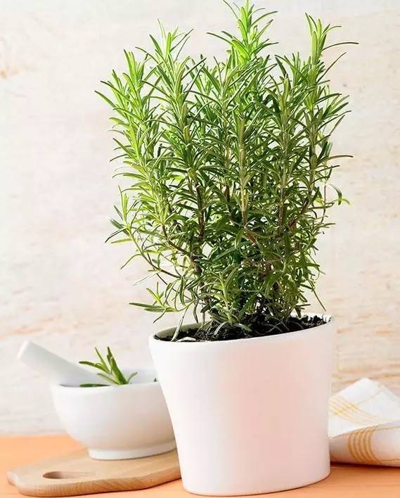 植物也看氣質，哪種花卉更適合你的家？