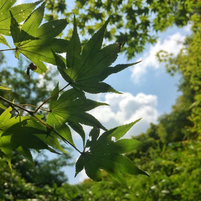 日本園林設計每一處都可申請世界文化遺產