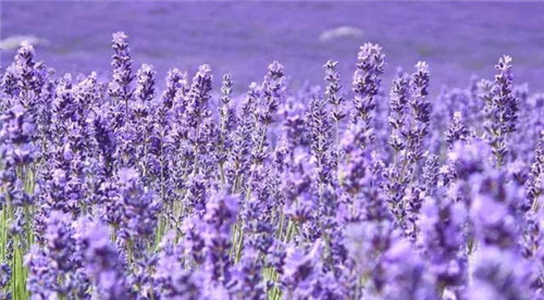 昆明隔壁的這個森林公園