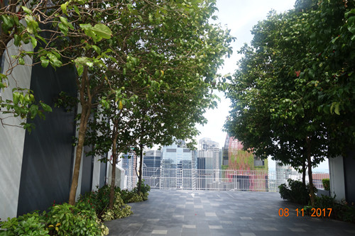 2017新加坡景觀專業考察——領略獅城綠色景觀