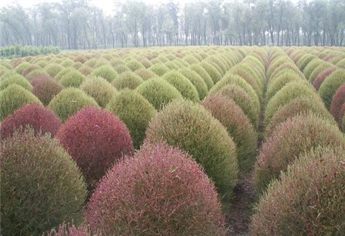 苗木市場的機遇在哪里