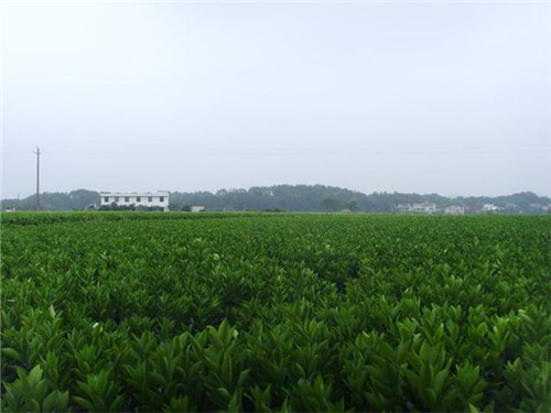 苗木市場的機遇在哪里