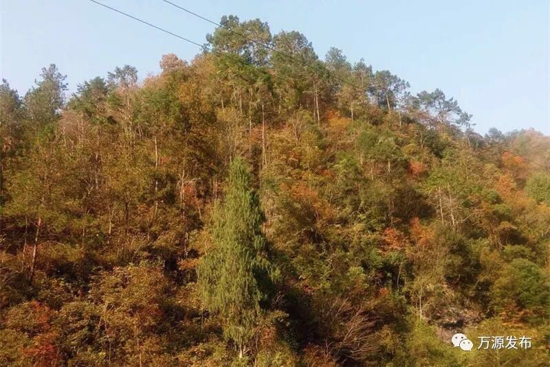 萬源絲羅鄉發現成片黃杉林 系珍稀瀕危植物