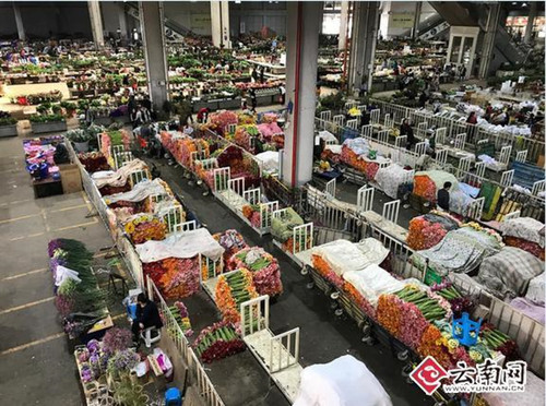昆明斗南2017年花卉園藝總產(chǎn)值122.5億元
