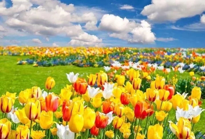 景觀植物——球根花卉種植搭配攻略