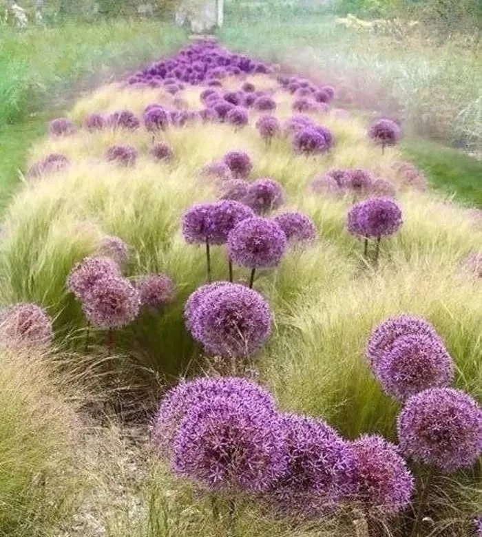 景觀植物——球根花卉種植搭配攻略